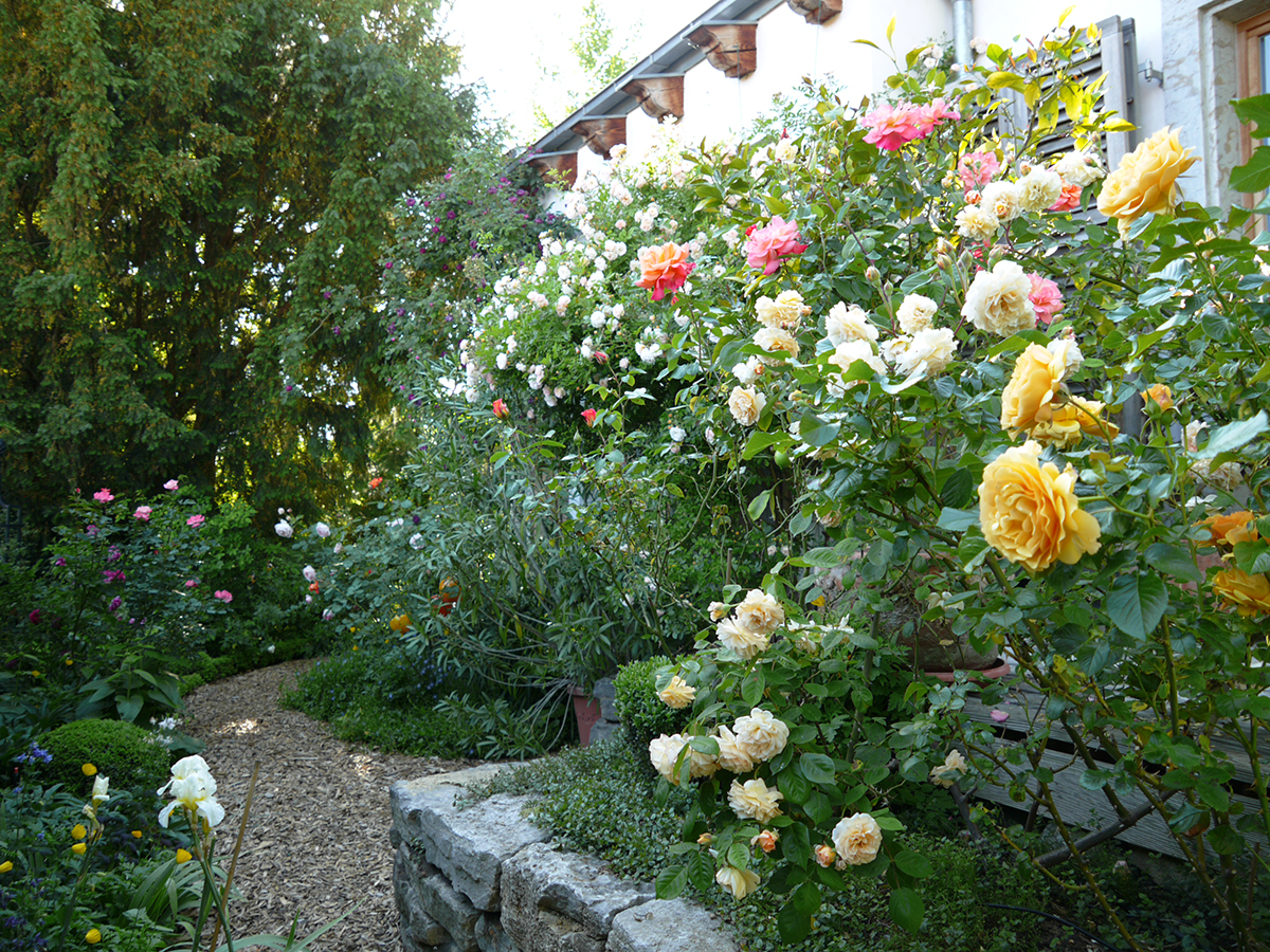 Rosenpracht an der kleinen Terrasse vor dem Gartenhaus
