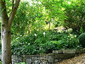 Schattengarten
