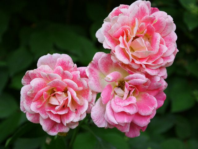 Garten Wst Frickenhausen