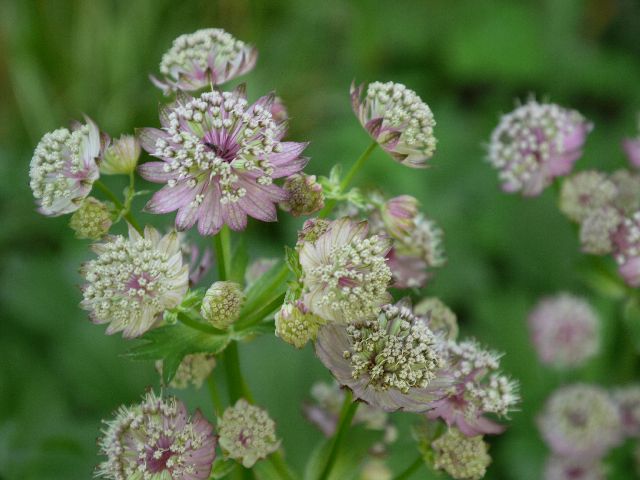 Garten Wst Frickenhausen