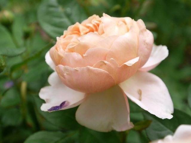 Garten Wst Frickenhausen