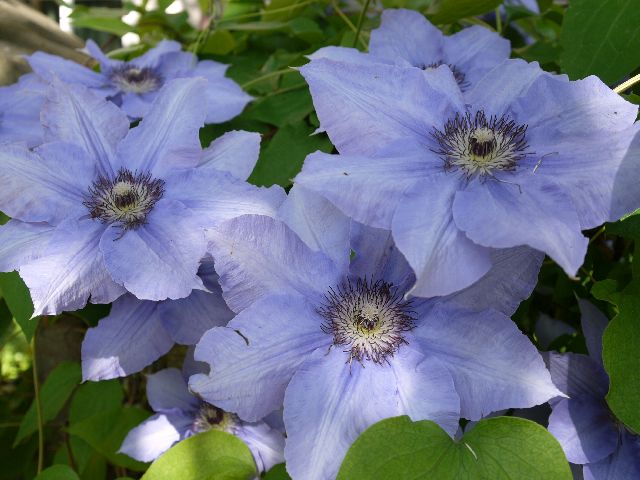 Garten W�st Frickenhausen