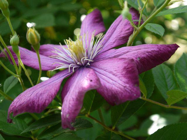 Garten Wst Frickenhausen
