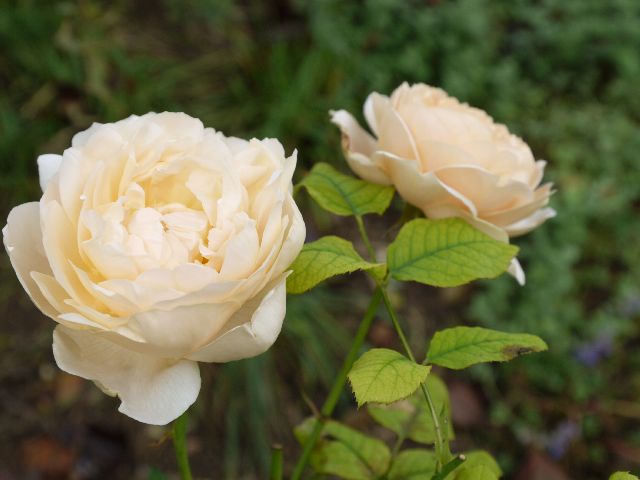 Garten Wst Frickenhausen