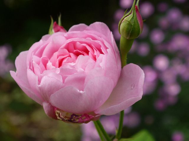 Garten Wst Frickenhausen