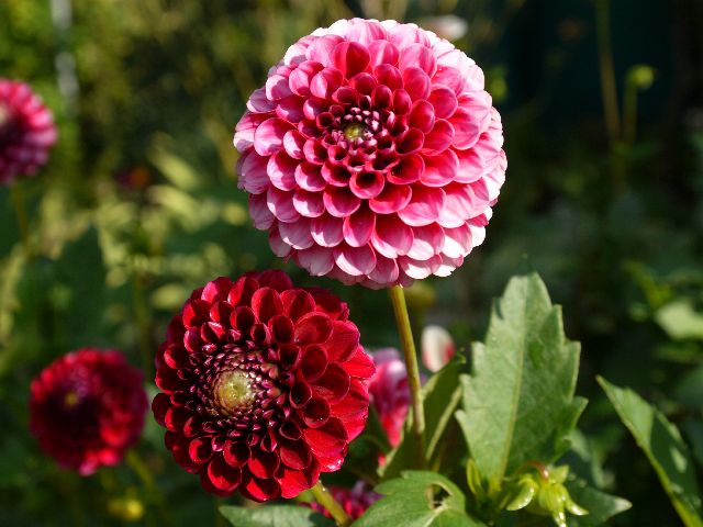 Garten Wst Frickenhausen