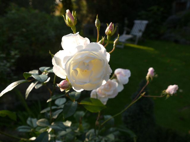 Garten Wst Frickenhausen