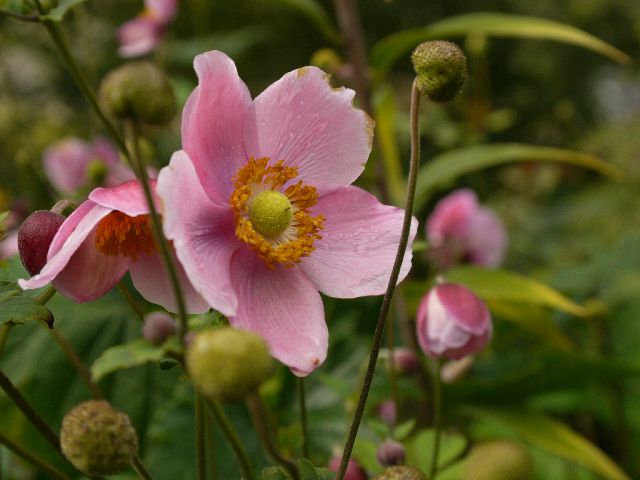 Garten Wst Frickenhausen