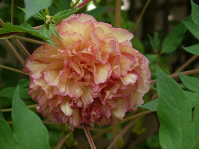 Garten Wst Frickenhausen