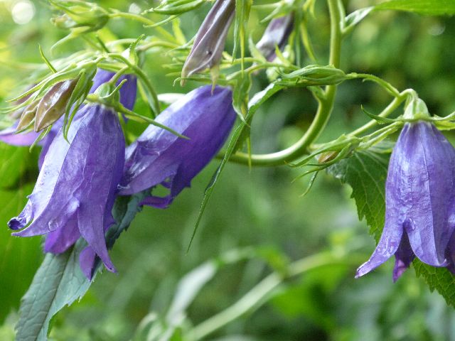 Garten W�st Frickenhausen