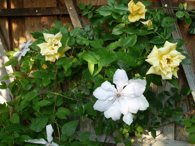 Garten Wst Frickenhausen