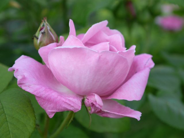 Garten W�st Frickenhausen