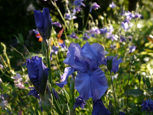 Garten W�st Frickenhausen