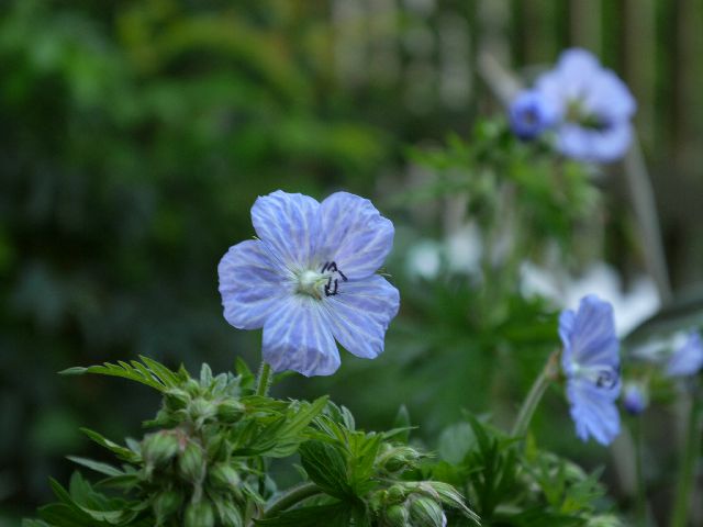 Garten W�st Frickenhausen