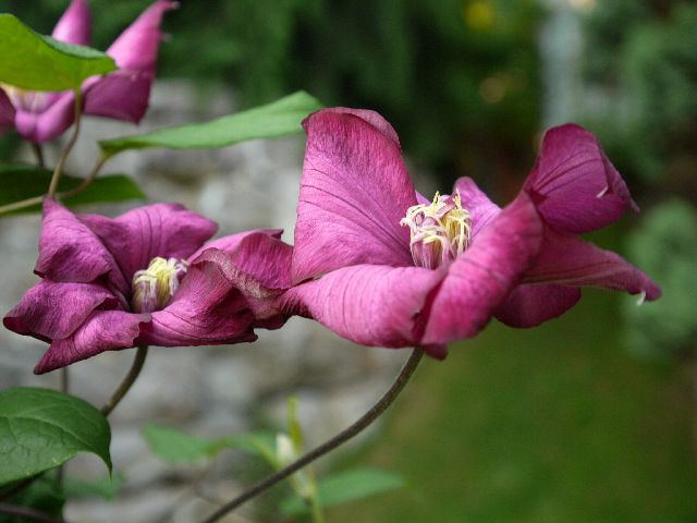Garten W�st Frickenhausen