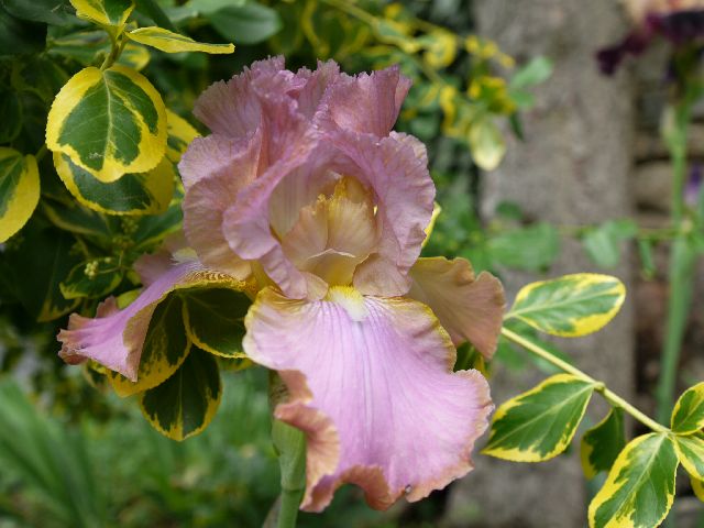 Garten Wst Frickenhausen