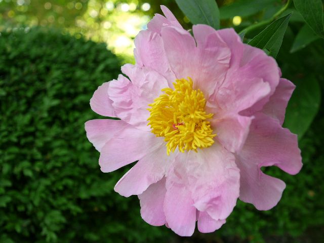 Garten W�st Frickenhausen