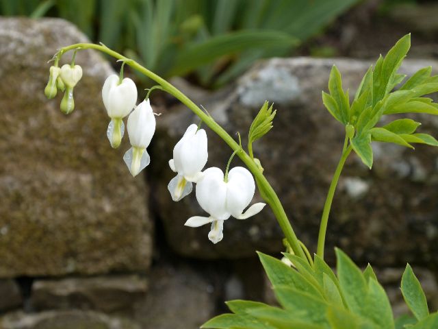 Garten Wst Frickenhausen