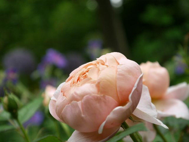 Garten W�st Frickenhausen
