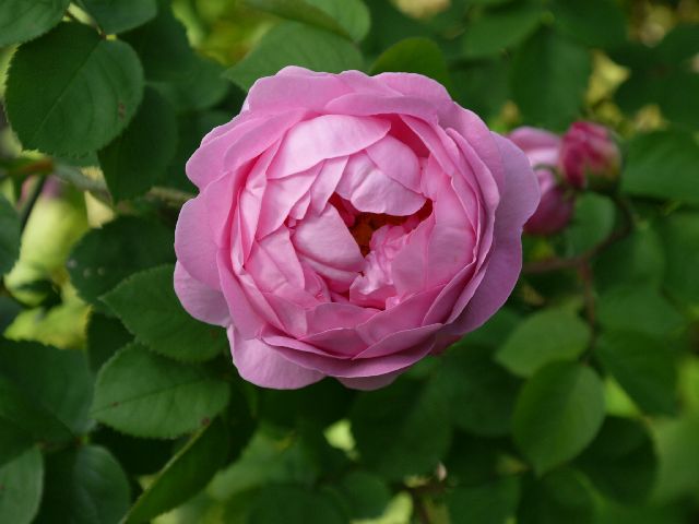 Garten W�st Frickenhausen