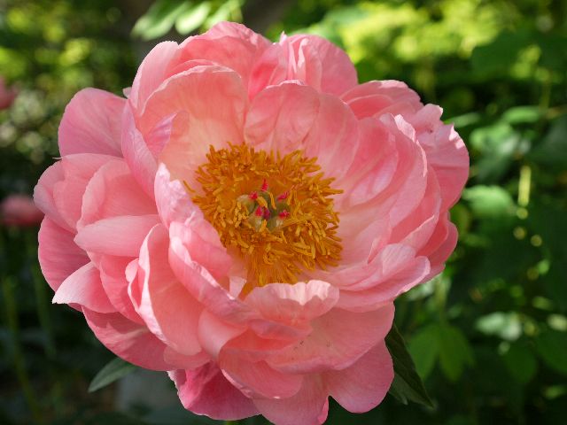 Garten W�st Frickenhausen