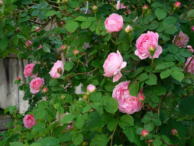 Garten W�st Frickenhausen