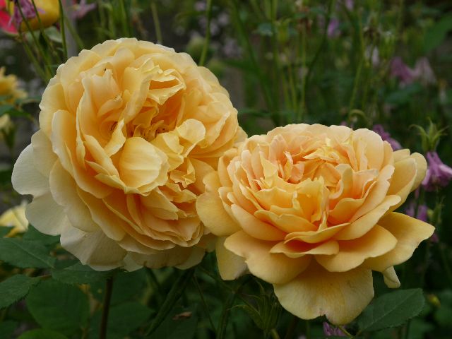 Garten W�st Frickenhausen