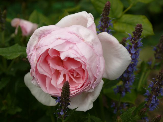 Garten Wst Frickenhausen