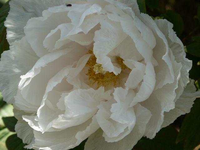 Garten W�st Frickenhausen