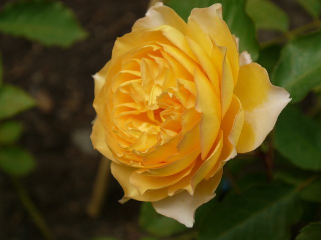 Garten Wst Frickenhausen