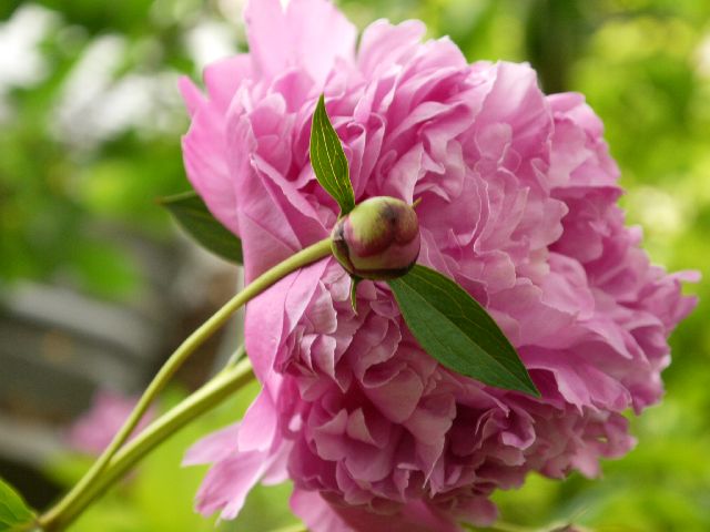 Garten Wst Frickenhausen