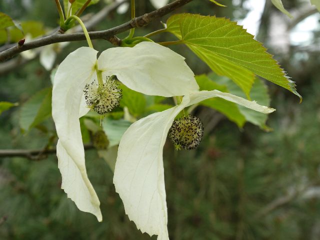 Garten Wst Frickenhausen