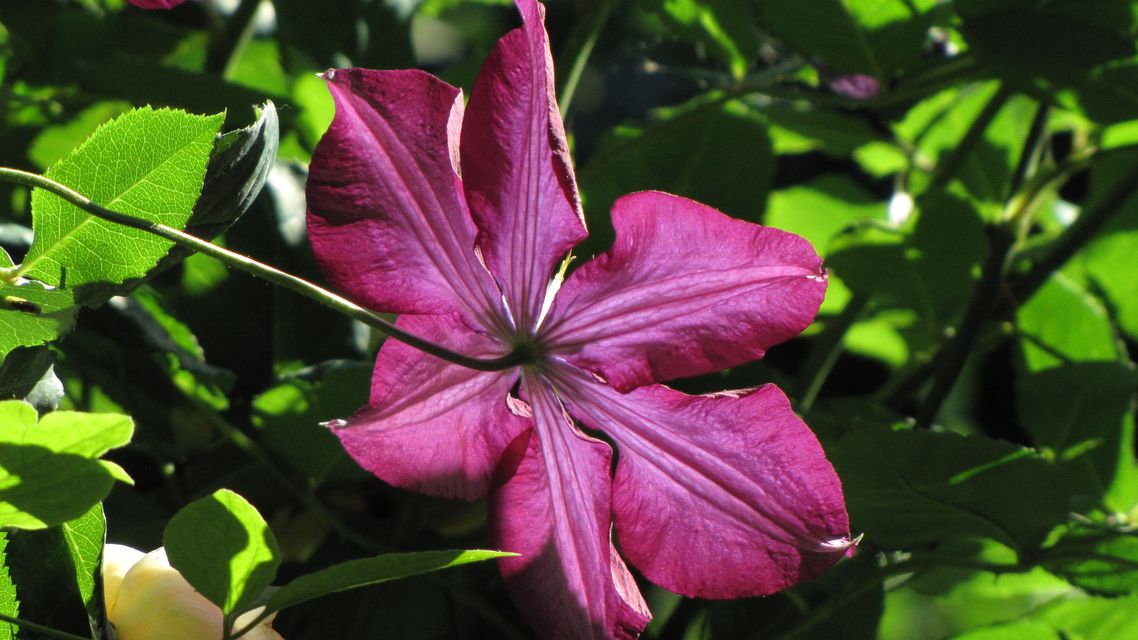 Garten W�st Frickenhausen