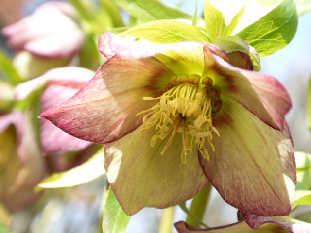 Garten Wst Frickenhausen