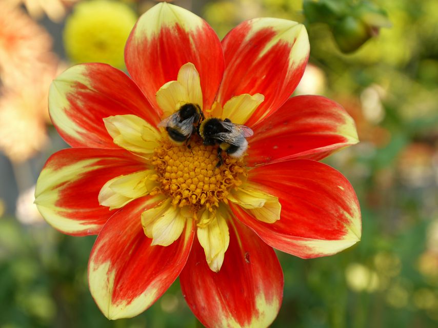 Garten Wst Frickenhausen