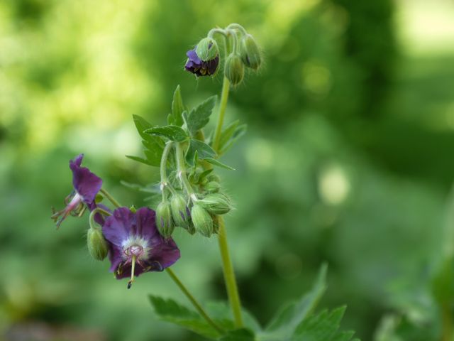 Garten Wst Frickenhausen