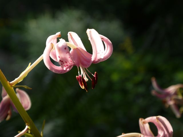 Garten Wst Frickenhausen