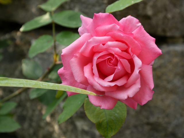 Garten Wst Frickenhausen