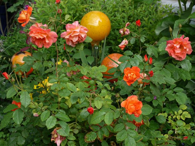 Garten W�st Frickenhausen
