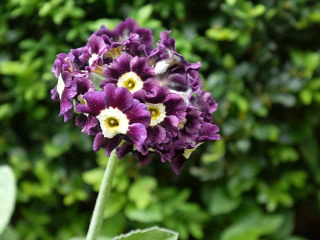 Garten Wst Frickenhausen