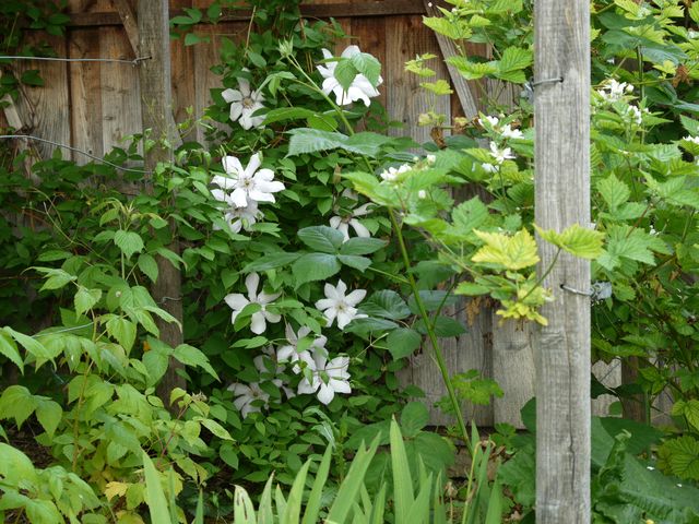 Garten Wst Frickenhausen