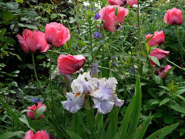 Garten W�st Frickenhausen