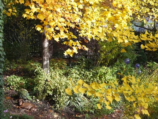 Garten Wst Frickenhausen