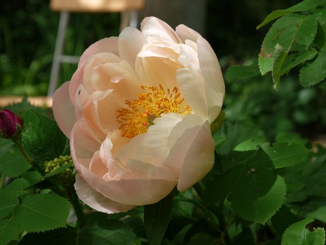 Garten Wst Frickenhausen