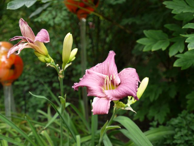Garten Wst Frickenhausen