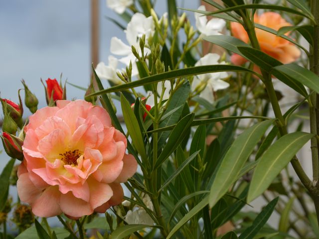 Garten Wst Frickenhausen