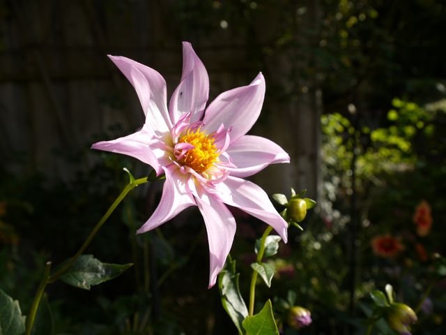 Garten Wst Frickenhausen