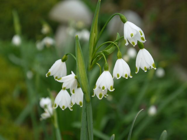 Garten Wst Frickenhausen