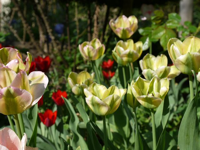 Garten Wst Frickenhausen