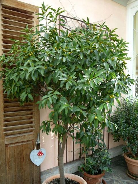 Garten Wst Frickenhausen